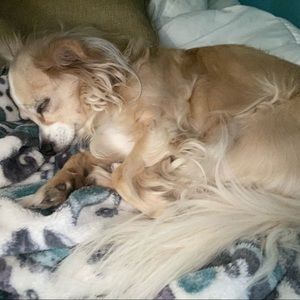 Meet your Posher, Bailey